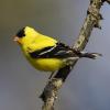 Spinus Tristis Lipocromo Giallo - foto 1