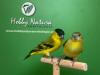 Availability from September 15 in aviary or in the best fairs - photo 2
