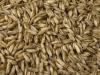 Germix oats seeds - photo 1