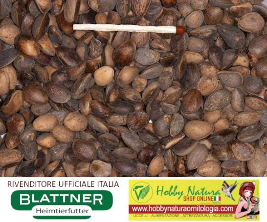 Medium Pine Nuts Seeds