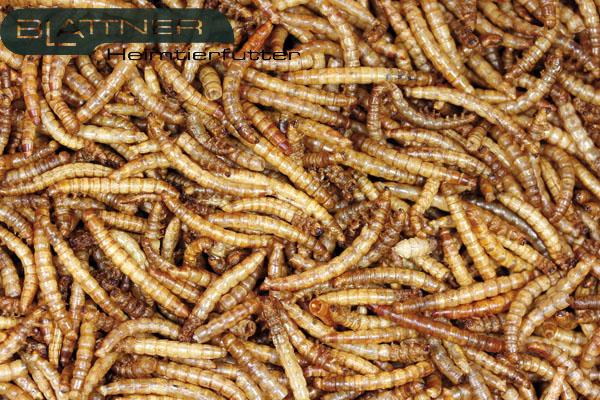100% natural dried mealworms