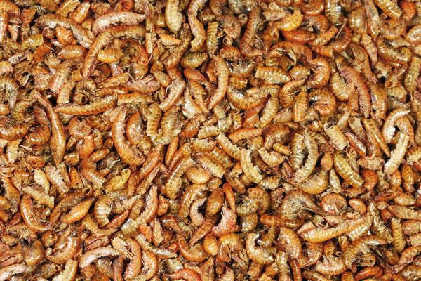 Dried Gammarus