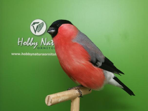 Bullfinch - Pyrrhula pyrrhula