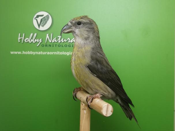 Crociere - Loxia curvirostra