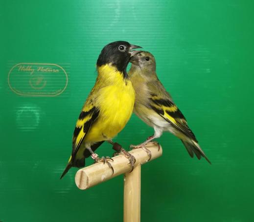 Hooded Siskin - Spinus Magellanicus