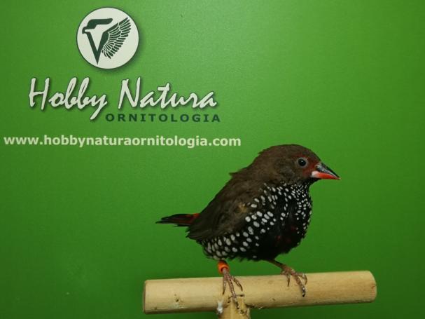 Painted Firetail - Emblema Picta