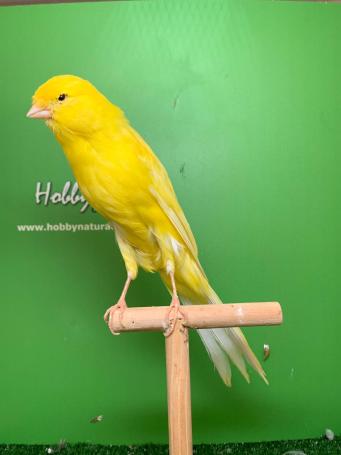 Persian Canary Rasmi