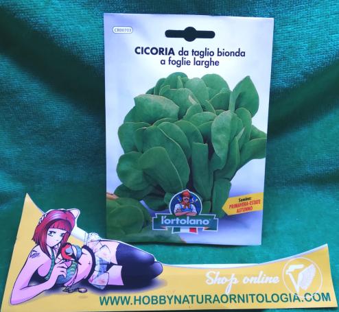 large-leaved Chicory - Seeds for planting