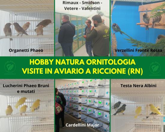 Sale and availability of birds 2023 in our aviary in Riccione (RN)