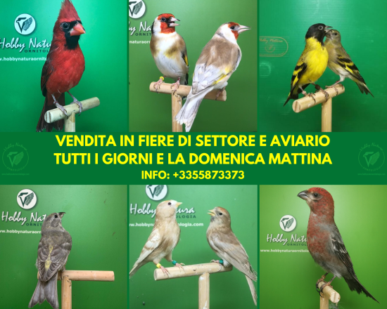Vendita e Disponibilità di uccelli 2021 nel nostro Aviario a Riccione (RN)