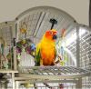 Luce LED per pappagalli con protezione 25 centimetri - foto 2