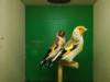 Goldfinch Major - Carduelis - photo 2
