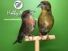 Couple, availability from September 15 in aviary or in the best fairs - photo 1