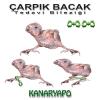 Bracciale Kanaryapo per il trattamento delle zampe storte nei pappagallini - foto 2