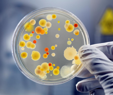 Esame Microbiologico Colturale con Antibiogramma Uovo