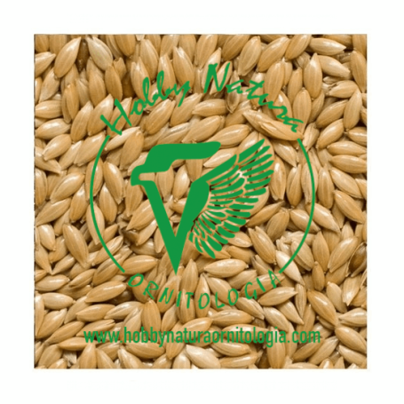 CANARY GRASS SEED FOR BIRDS