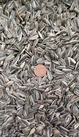 Selected seeds of small striped sunflower (iregi)