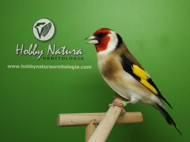 Goldfinch Major - Carduelis