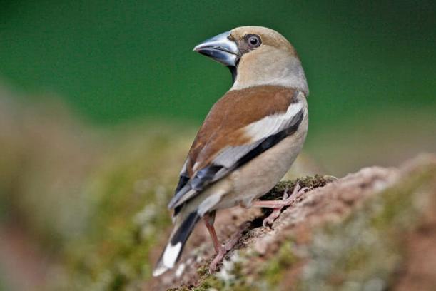 Hawfinch - Coccothraustes Coccothraustes