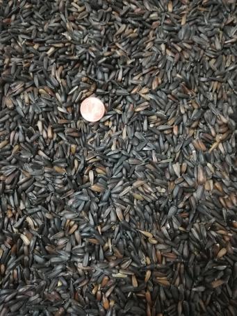 Semi di girasole neri piccoli per uccelli